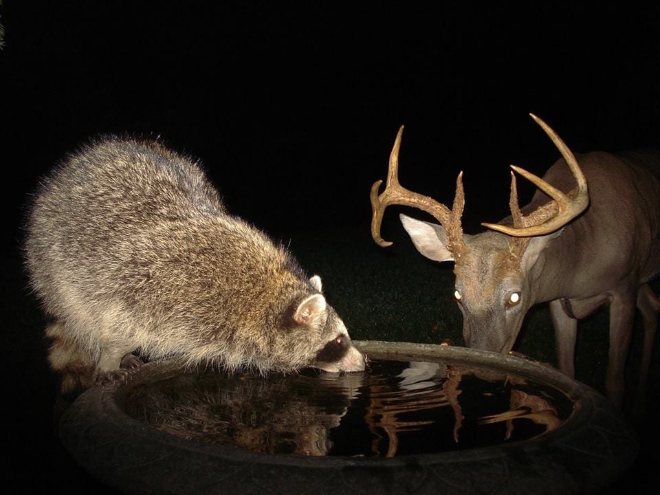Trail Cam Tuesday