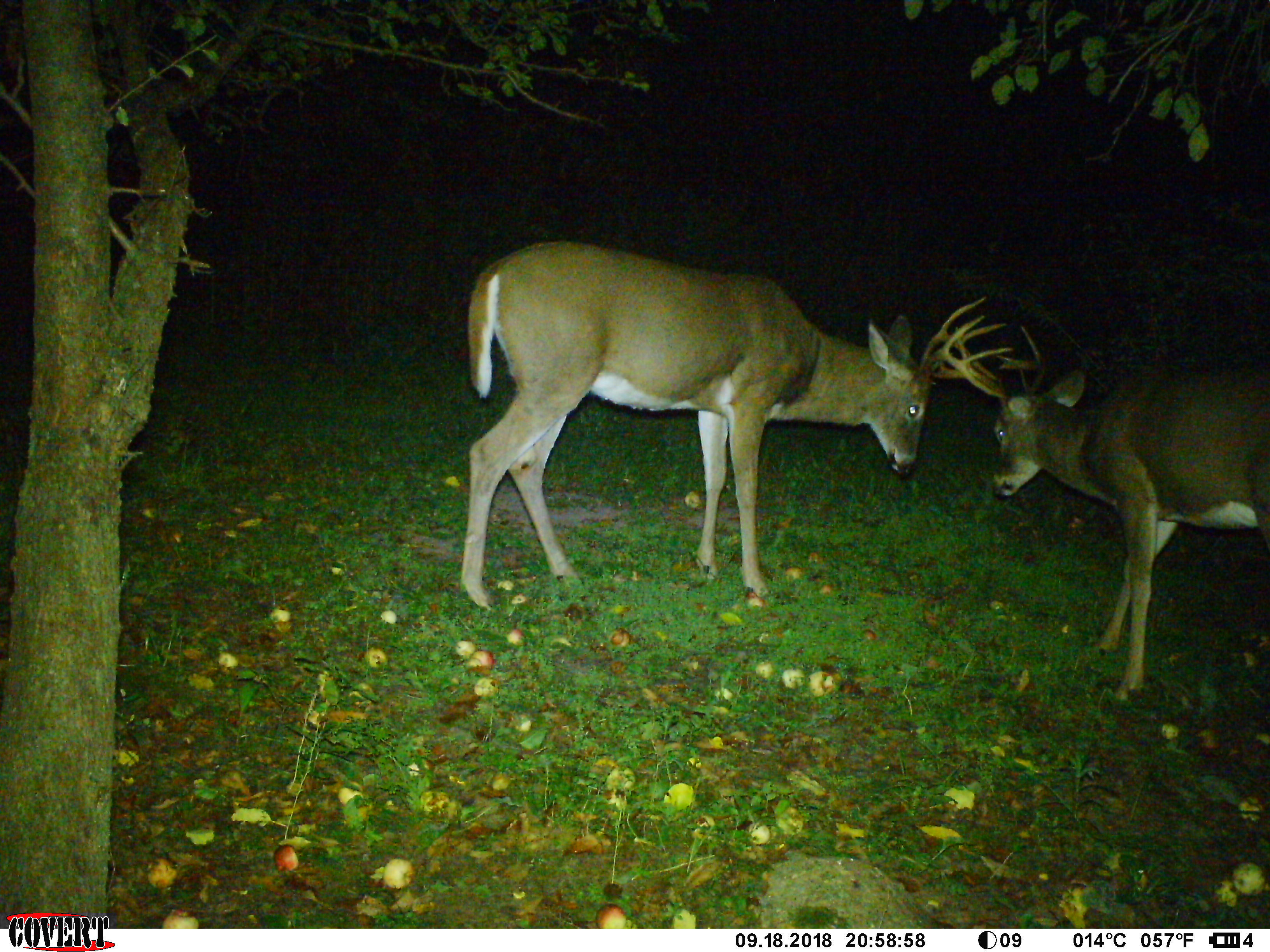 Trail Cam Tuesday