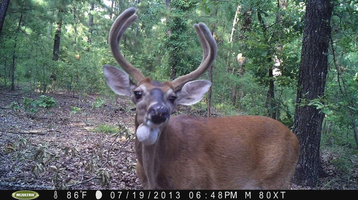 Trail Cam Tuesday