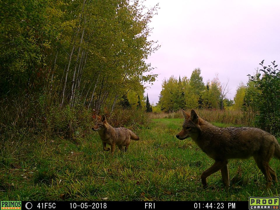 Trail Cam Tuesday