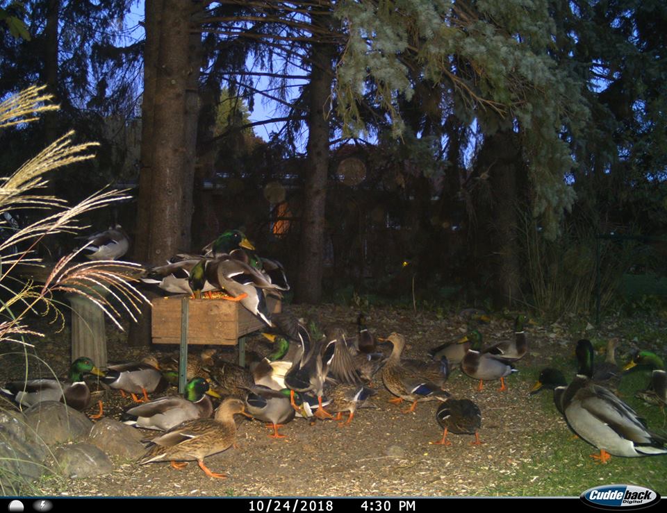 Trail Cam Tuesday