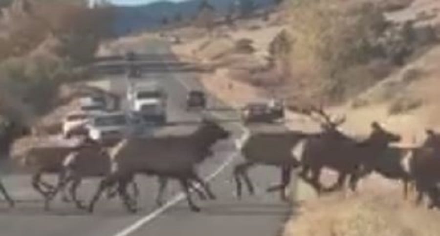 Elk Jam