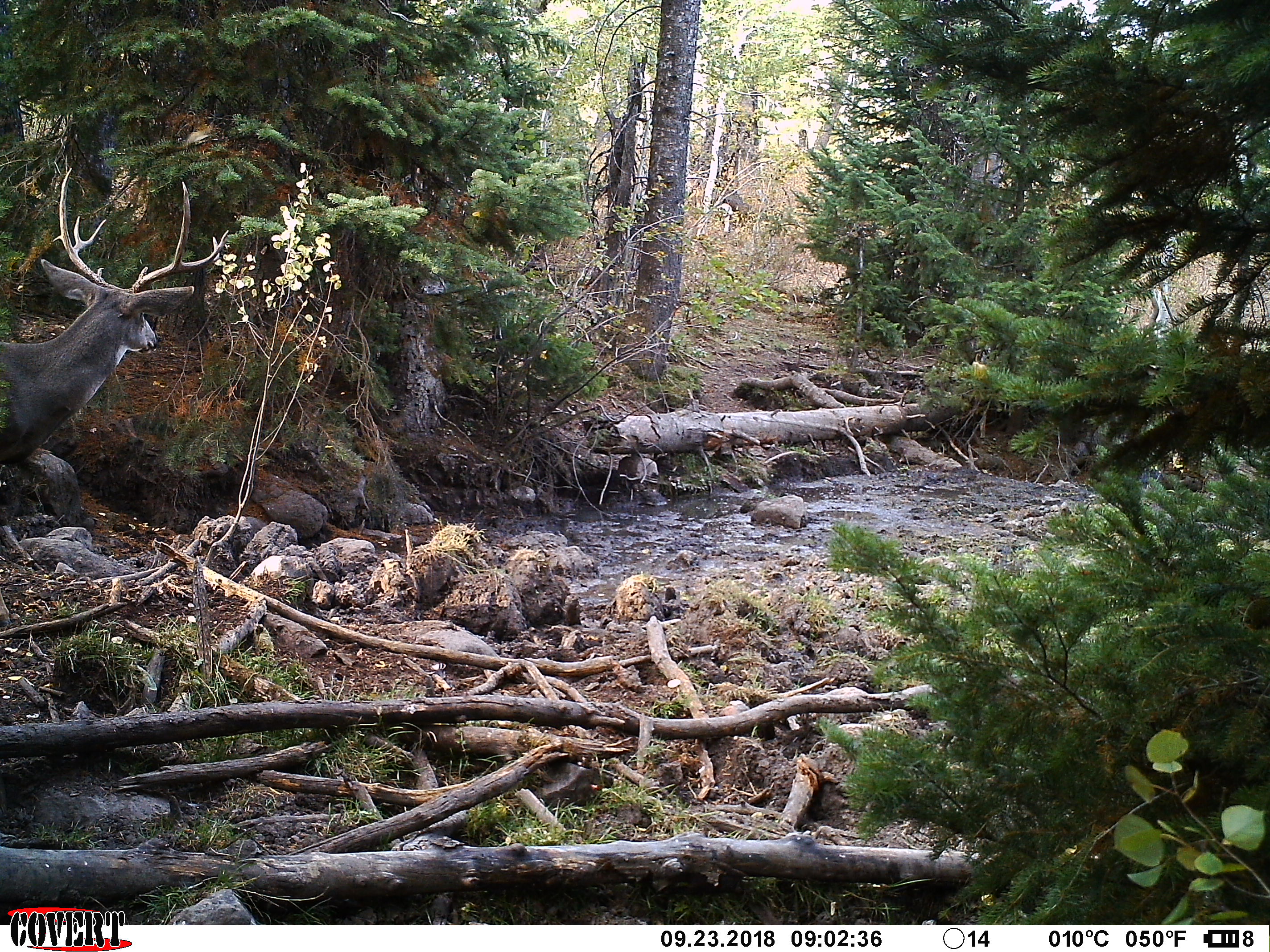 Trail Cam Tuesday