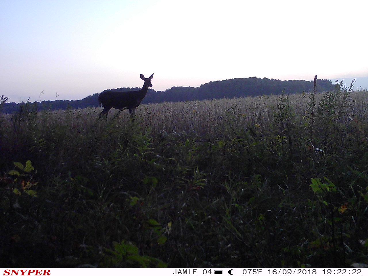 Trail Cam Tuesday