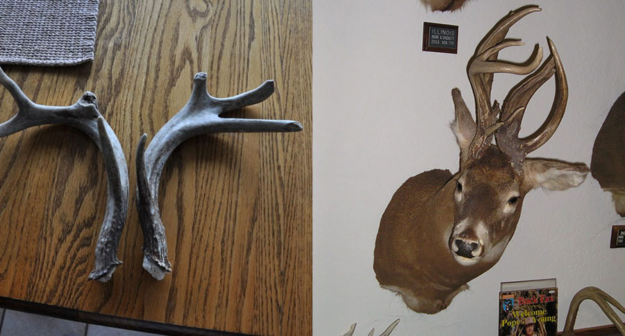 deer antlers
