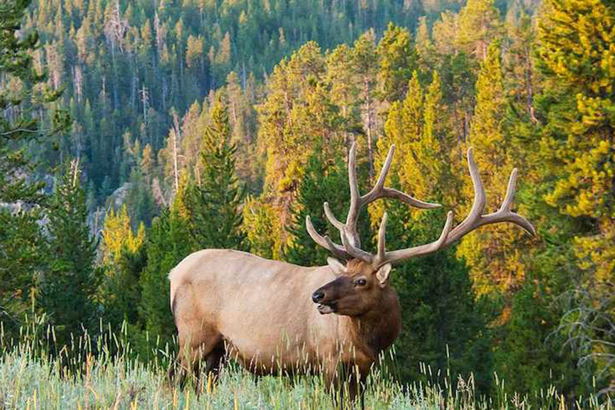 bull elk