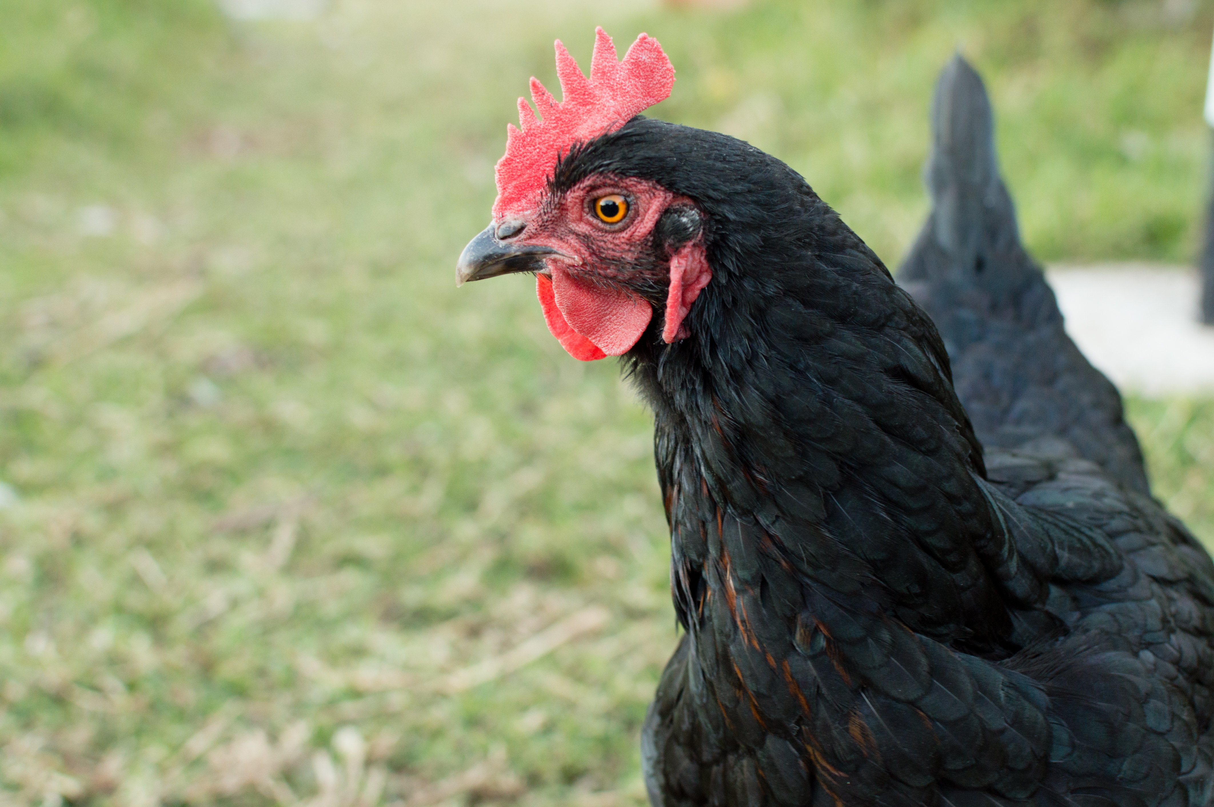 Black Australorp 