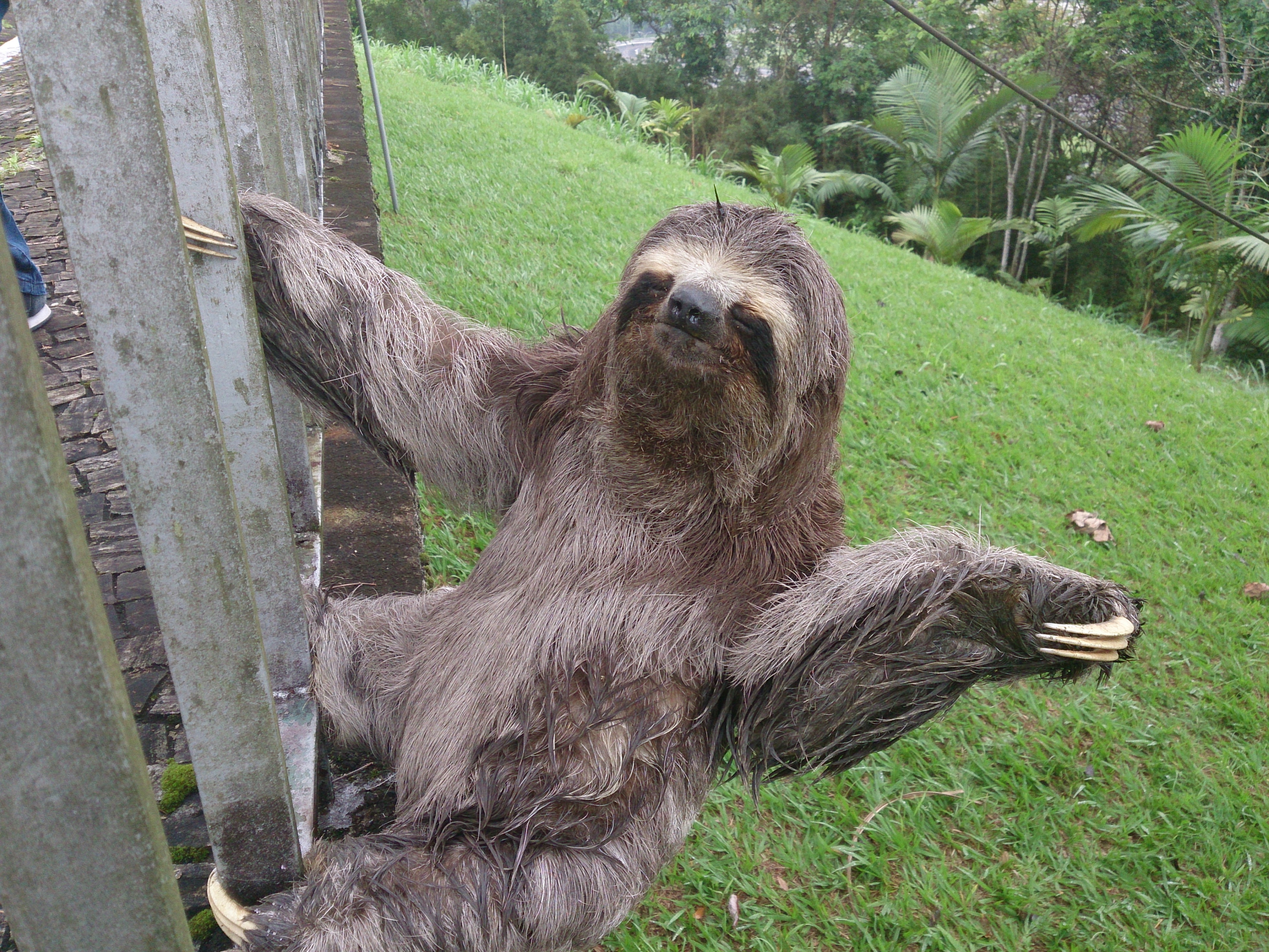 Baby Sloth