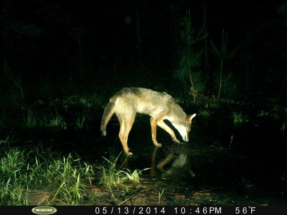 Trail Cam Tuesday