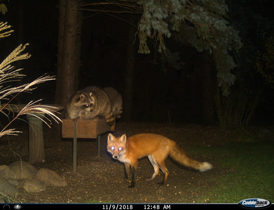 Trail Cam Tuesday