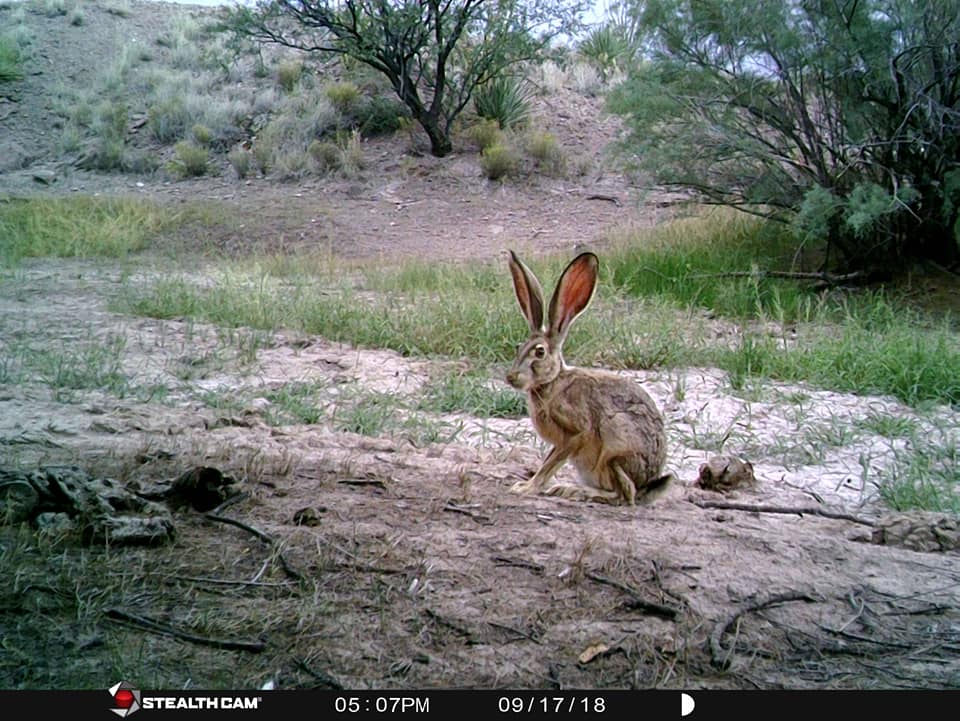 Trail Cam Tuesday