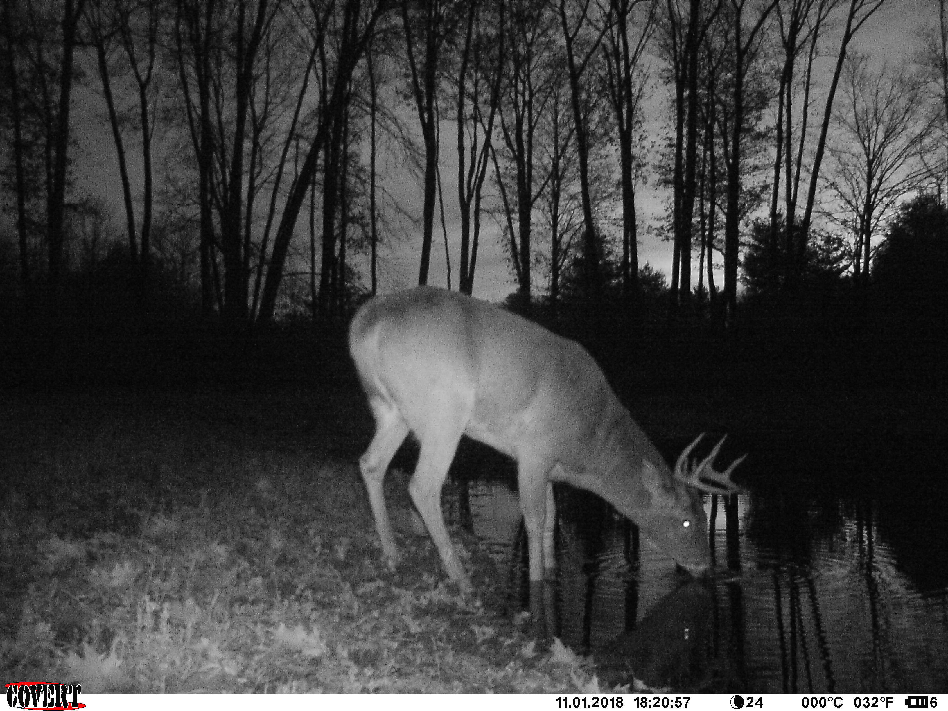 Trail Cam Tuesday