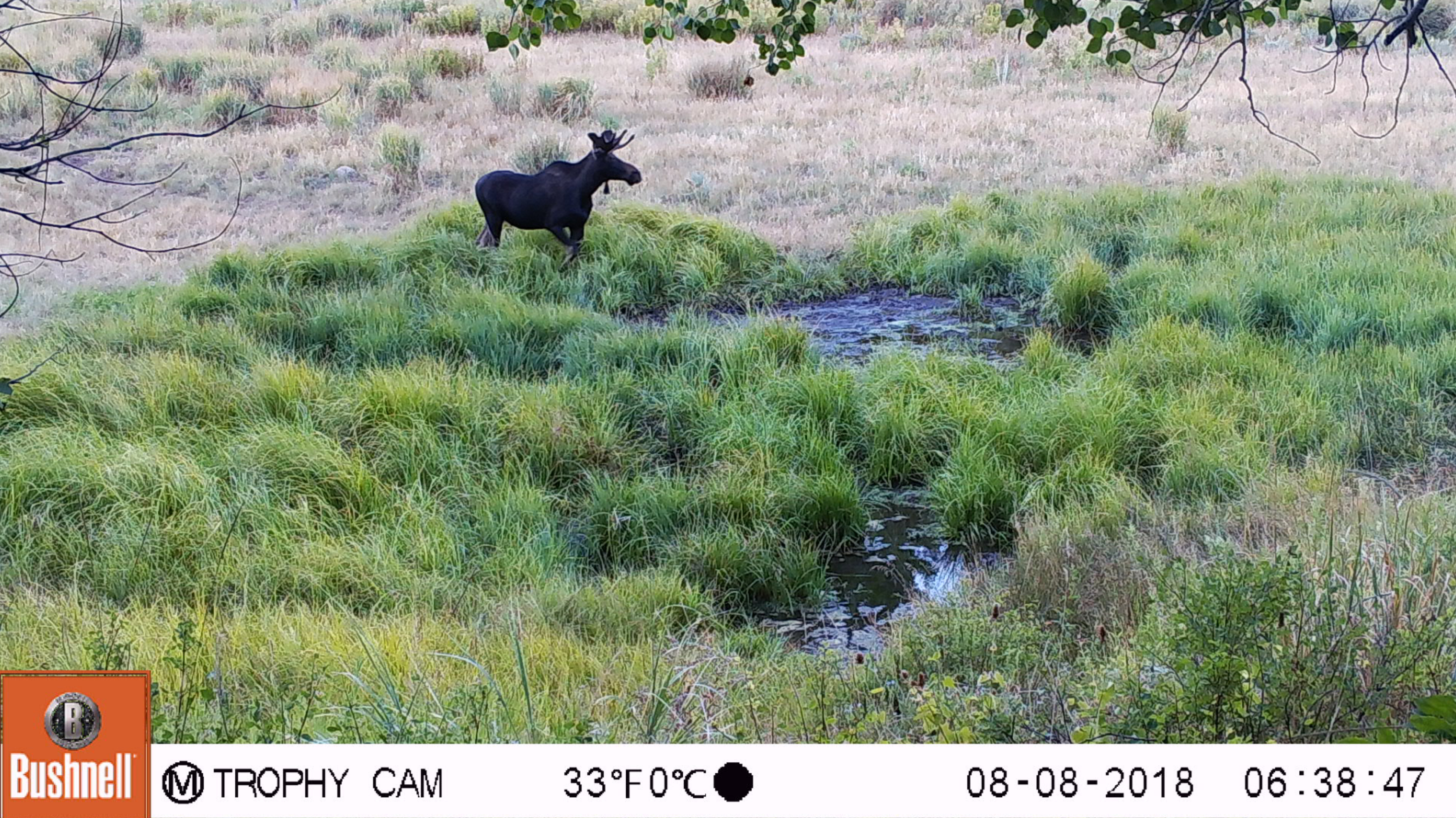 Trail Cam Tuesday