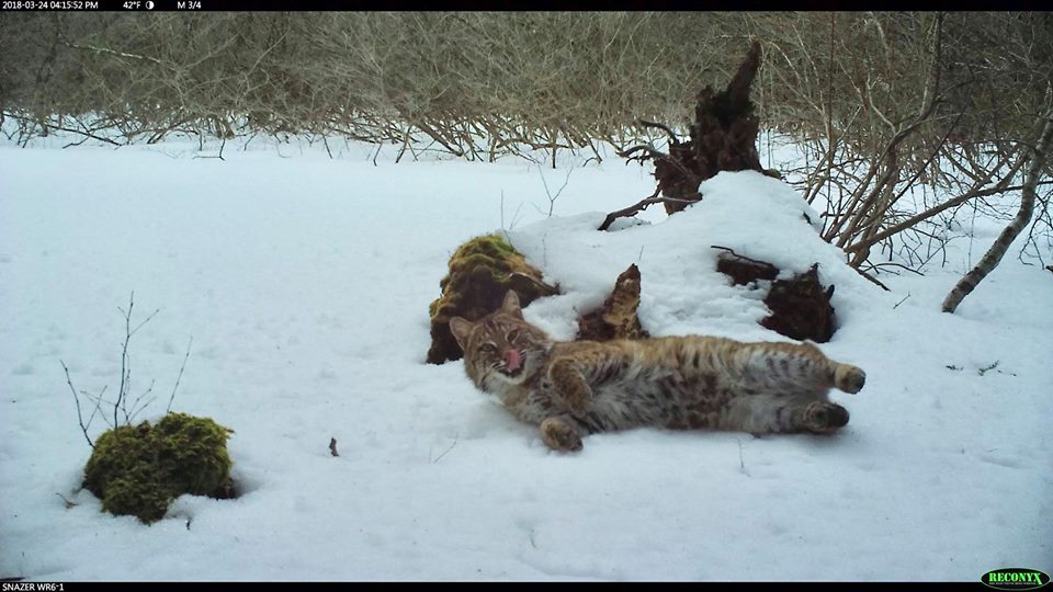Trail Cam Tuesday