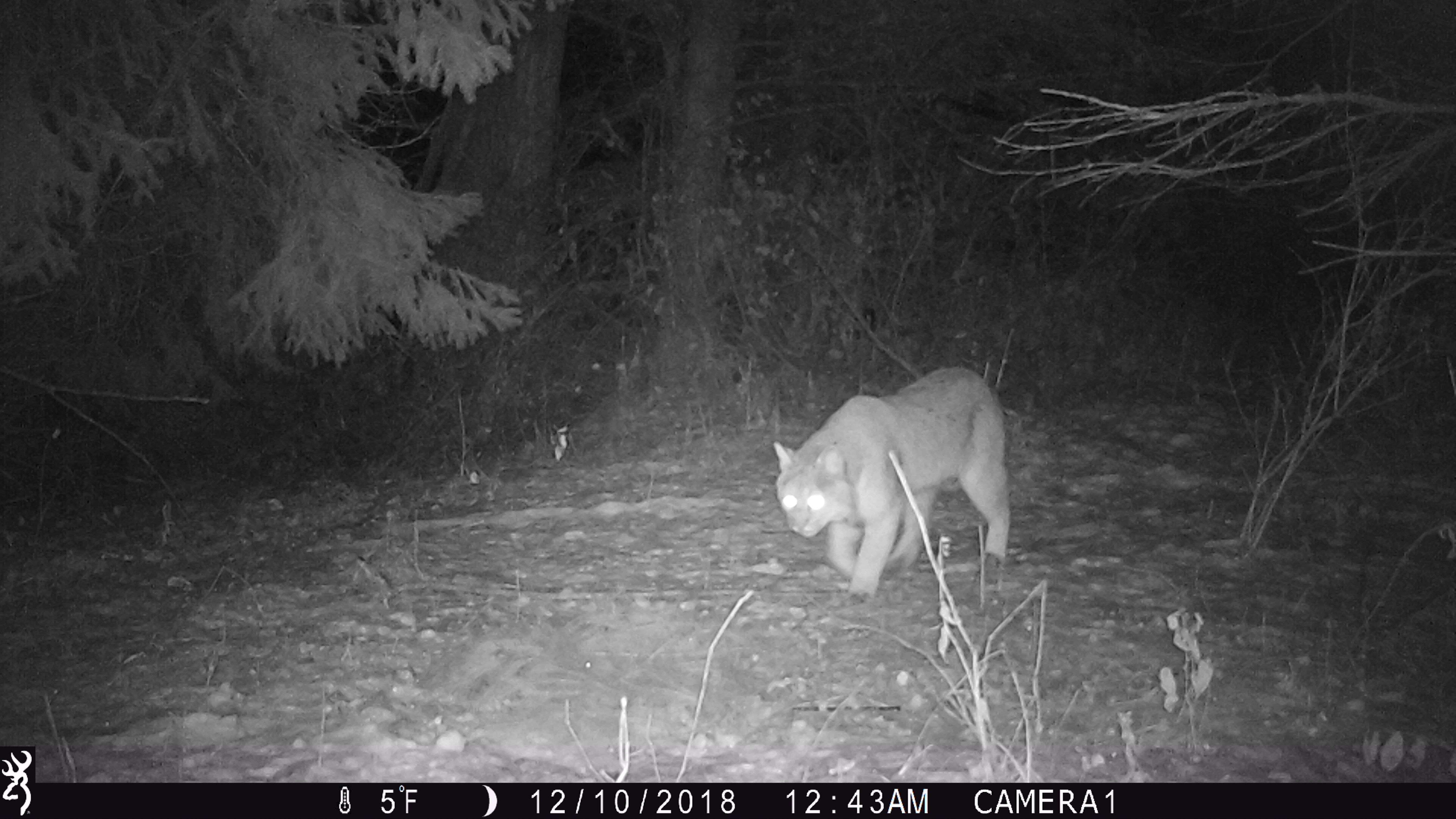 Trail Cam Tuesday