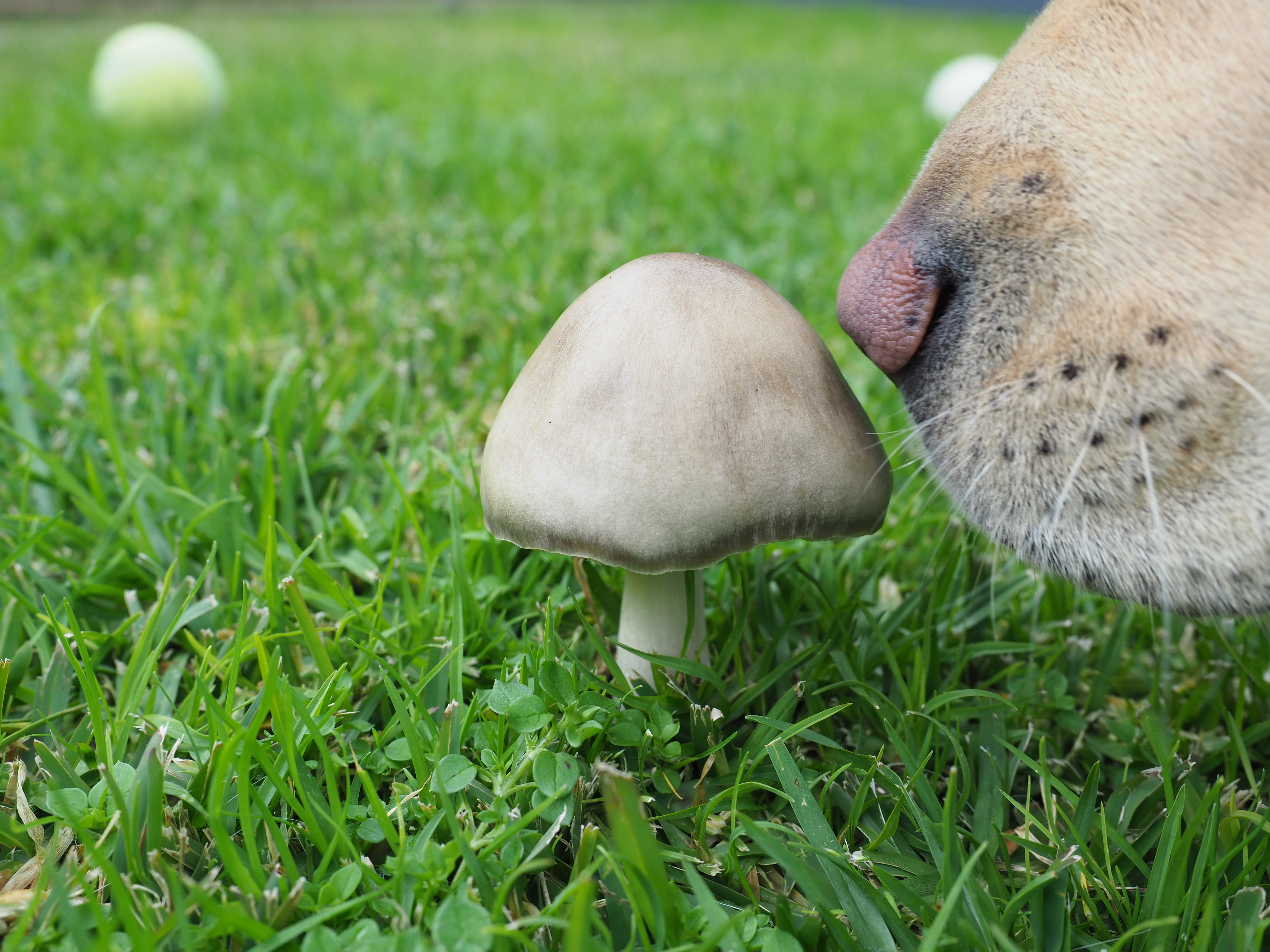 Mushroom