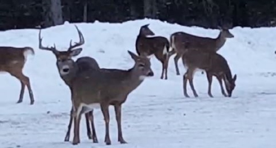 Buck Sheds His Antlers