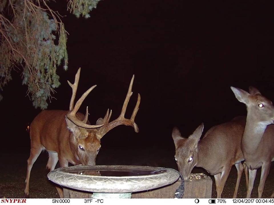 Trail Cam Tuesday