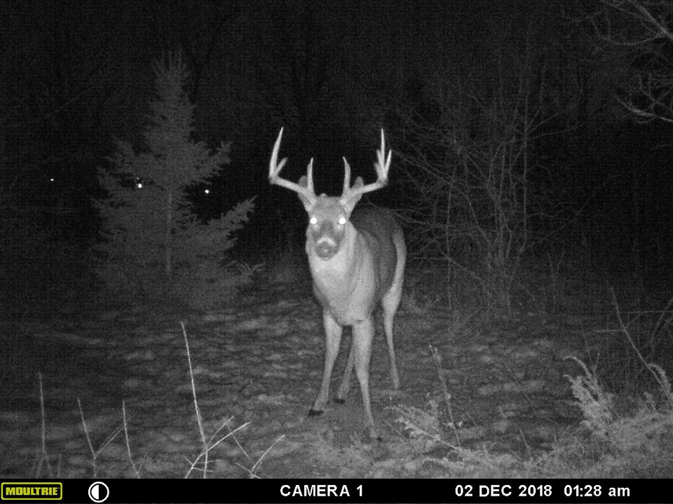 Trail Cam Tuesday