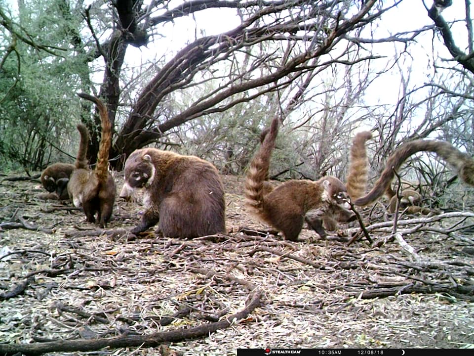 Trail Cam Tuesday