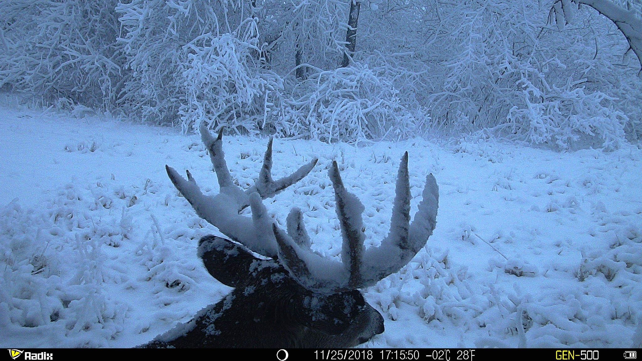 Trail Cam Tuesday
