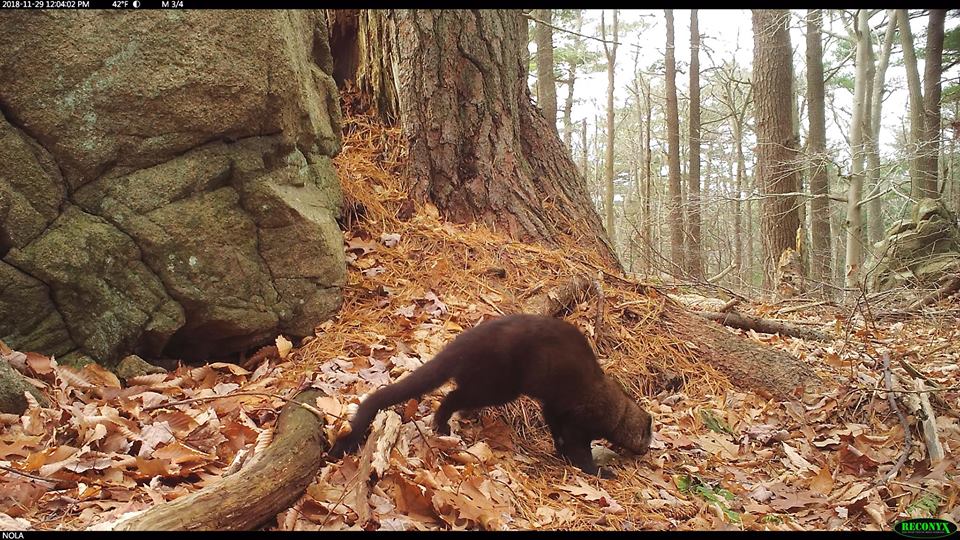 Trail Cam Tuesday