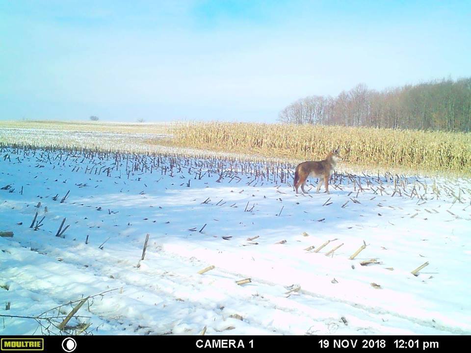 Trail Cam Tuesday