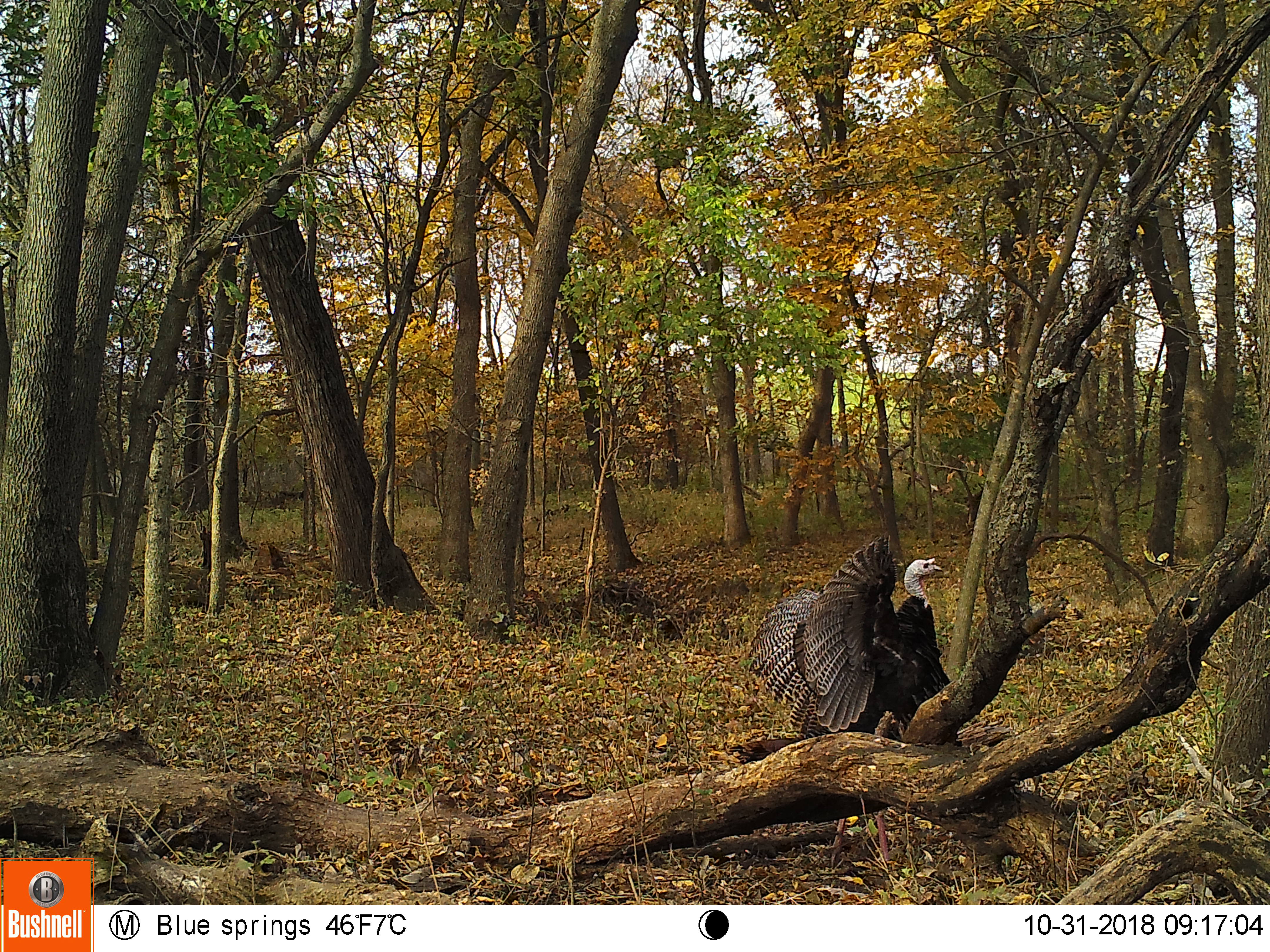 Trail Cam Tuesday