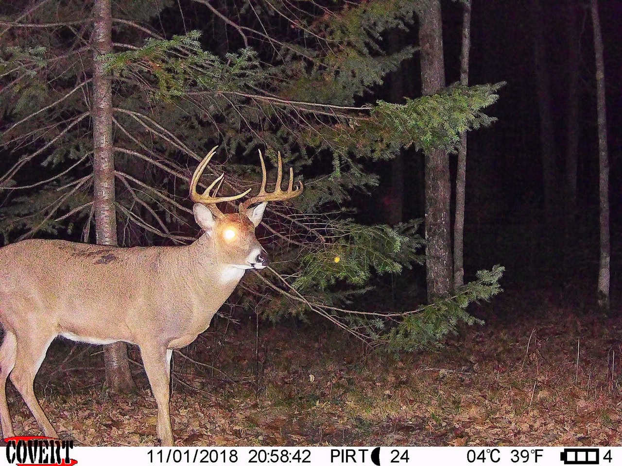 Trail Cam Tuesday