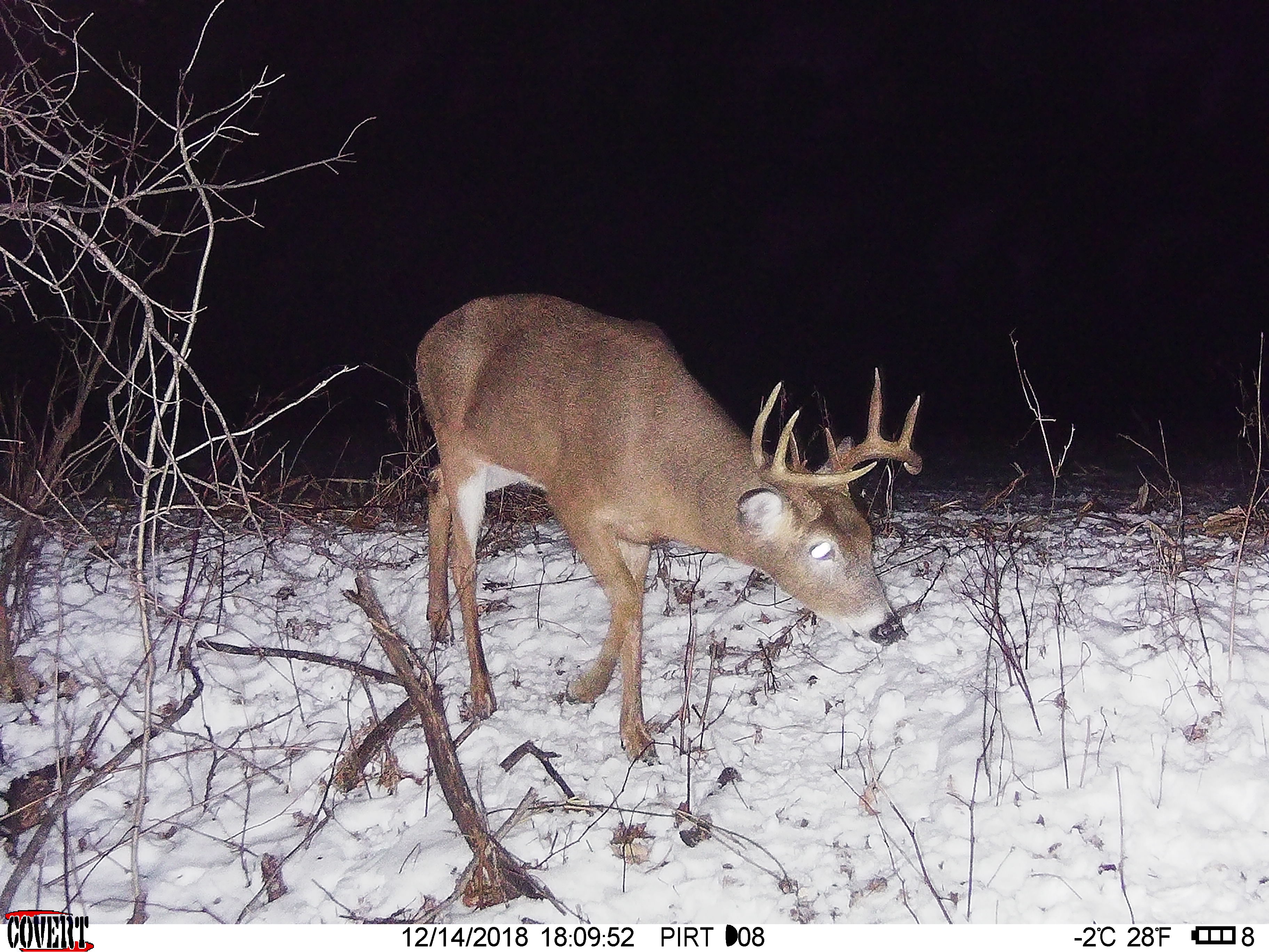 Trail Cam Tuesday