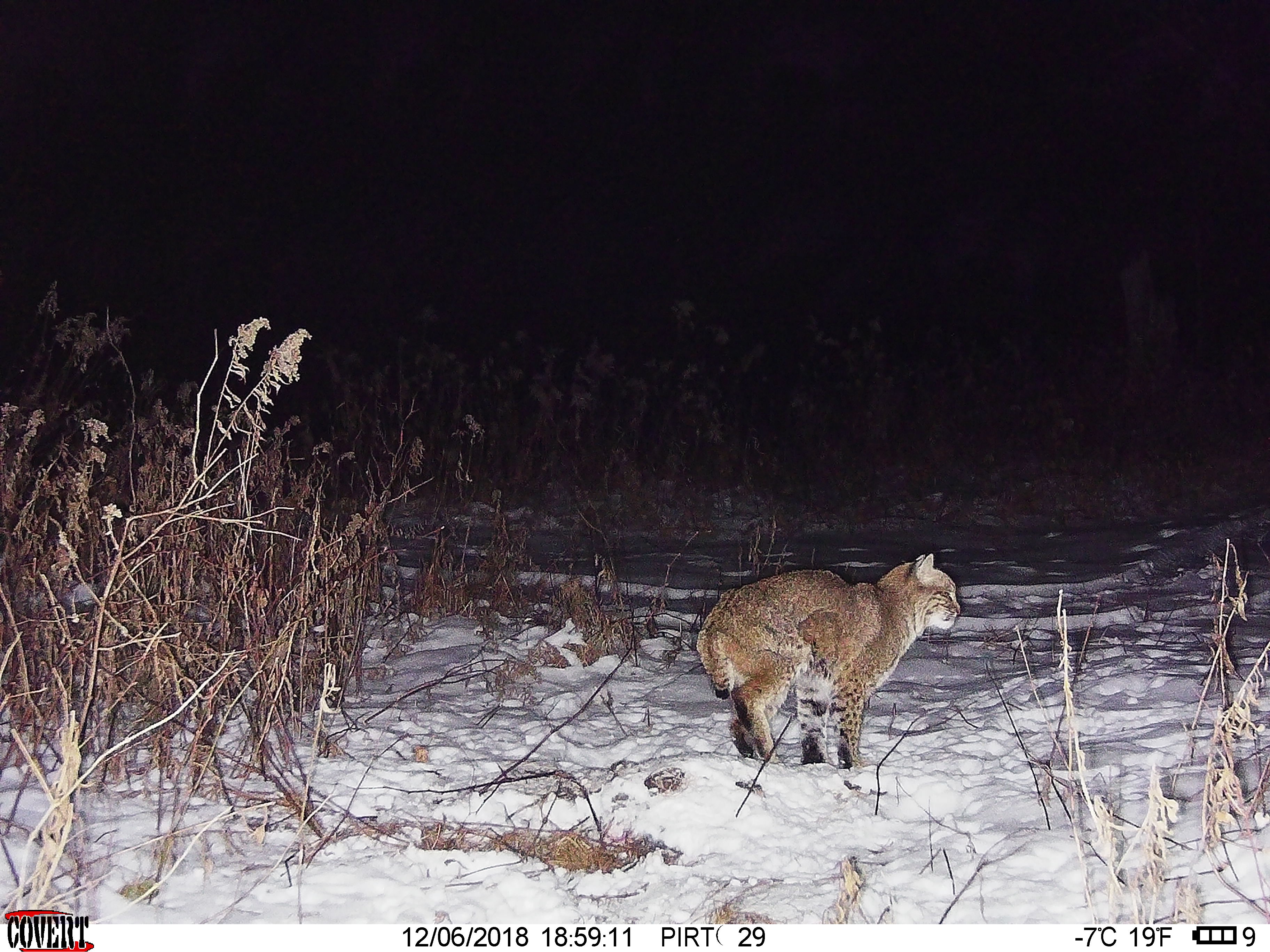 Trail Cam Tuesday