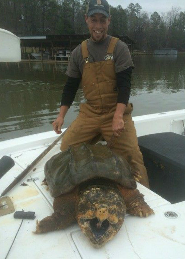 alligator snapping turtle
