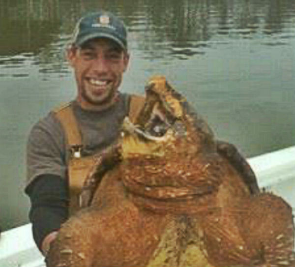 alligator snapping turtle