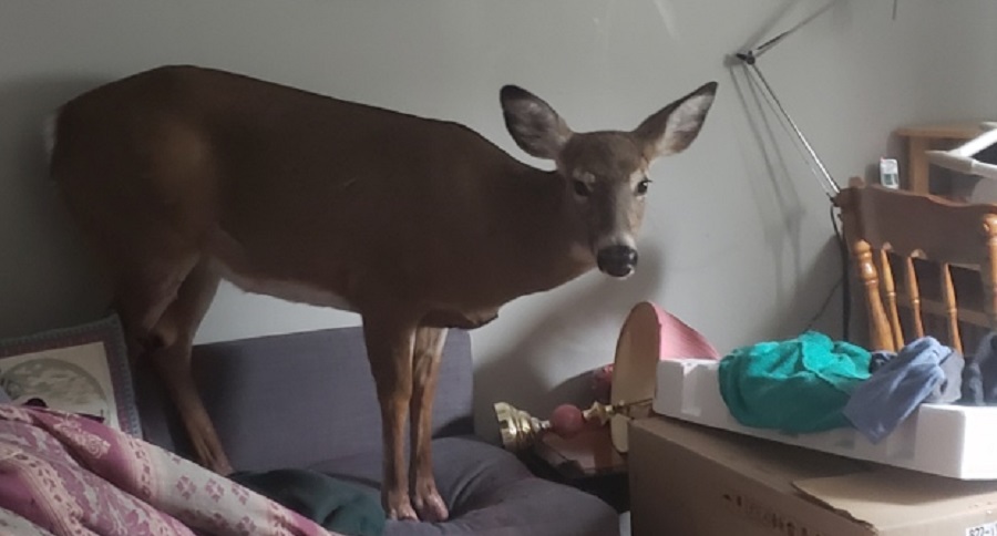 Deer