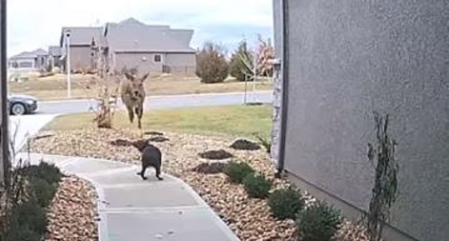Deer Leap