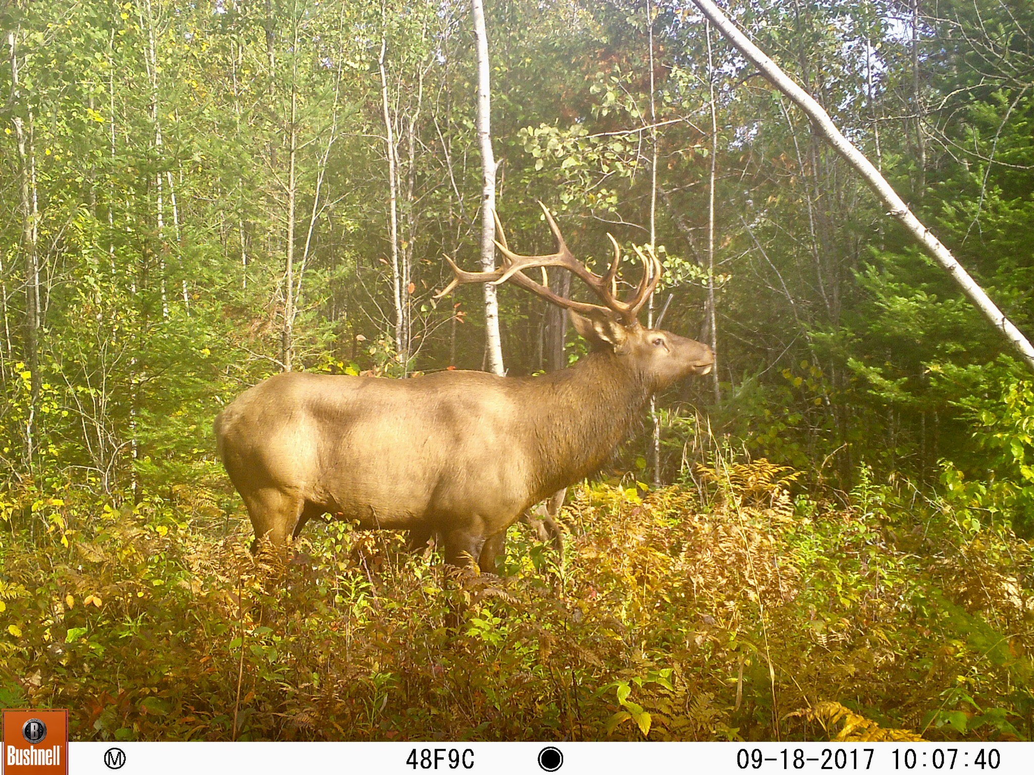 Trail Cam Tuesday