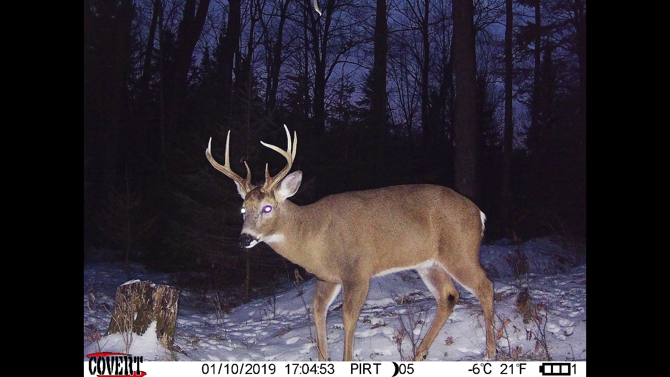 Trail Cam Tuesday