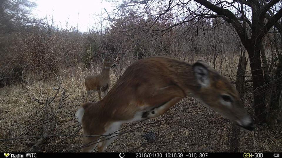 Trail Cam Tuesday