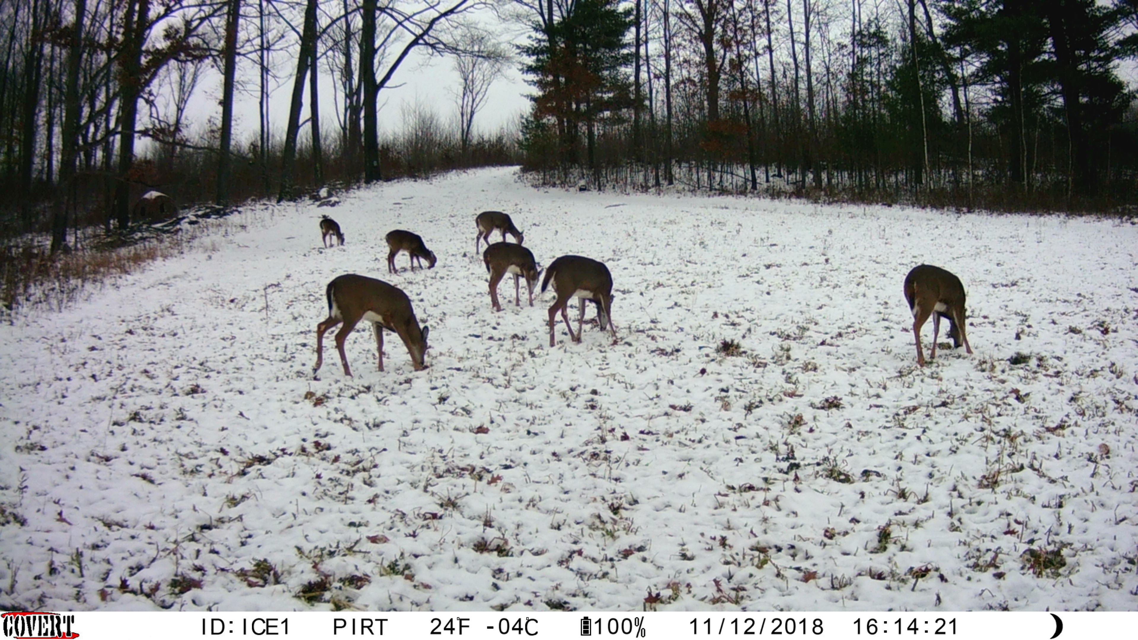 Trail Cam Tuesday