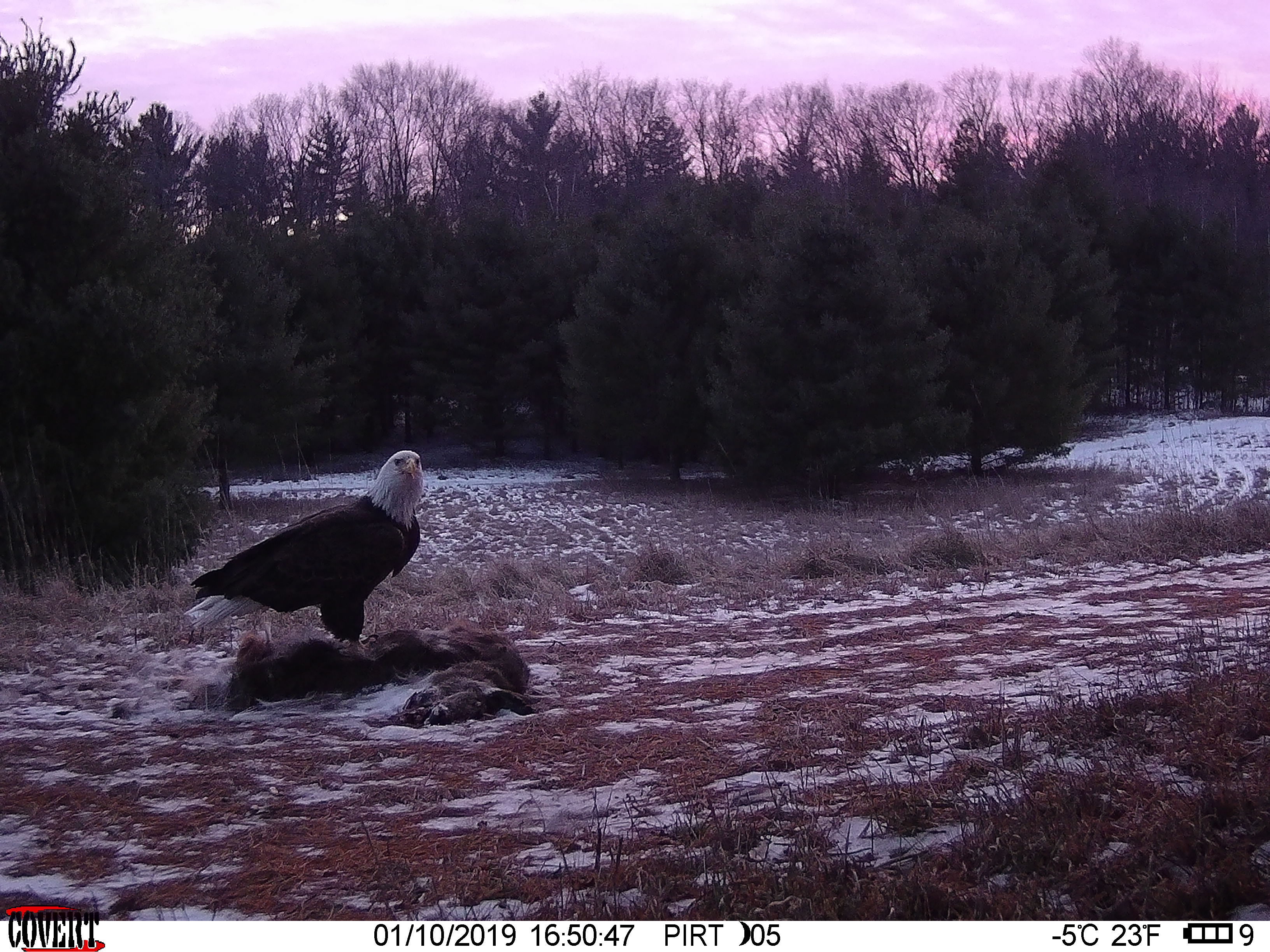 Trail Cam Tuesday