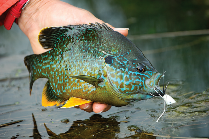trout flies
