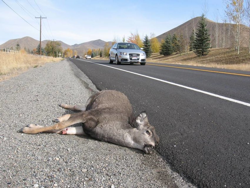 road-kill