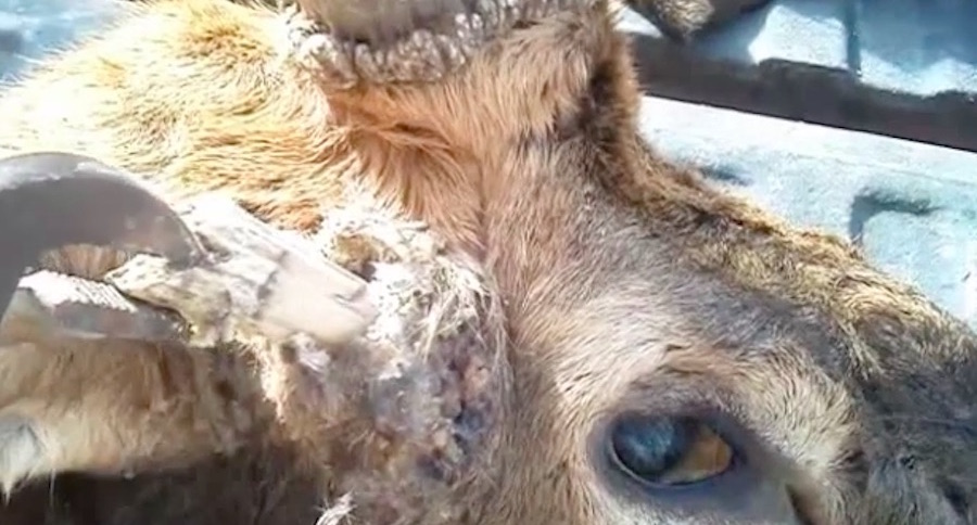 bull elk