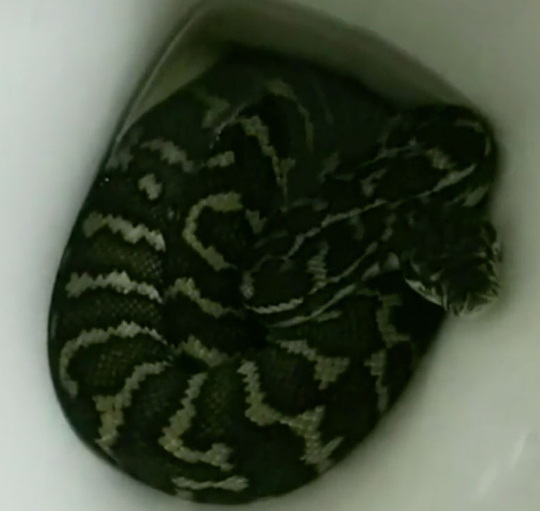 python in toilet