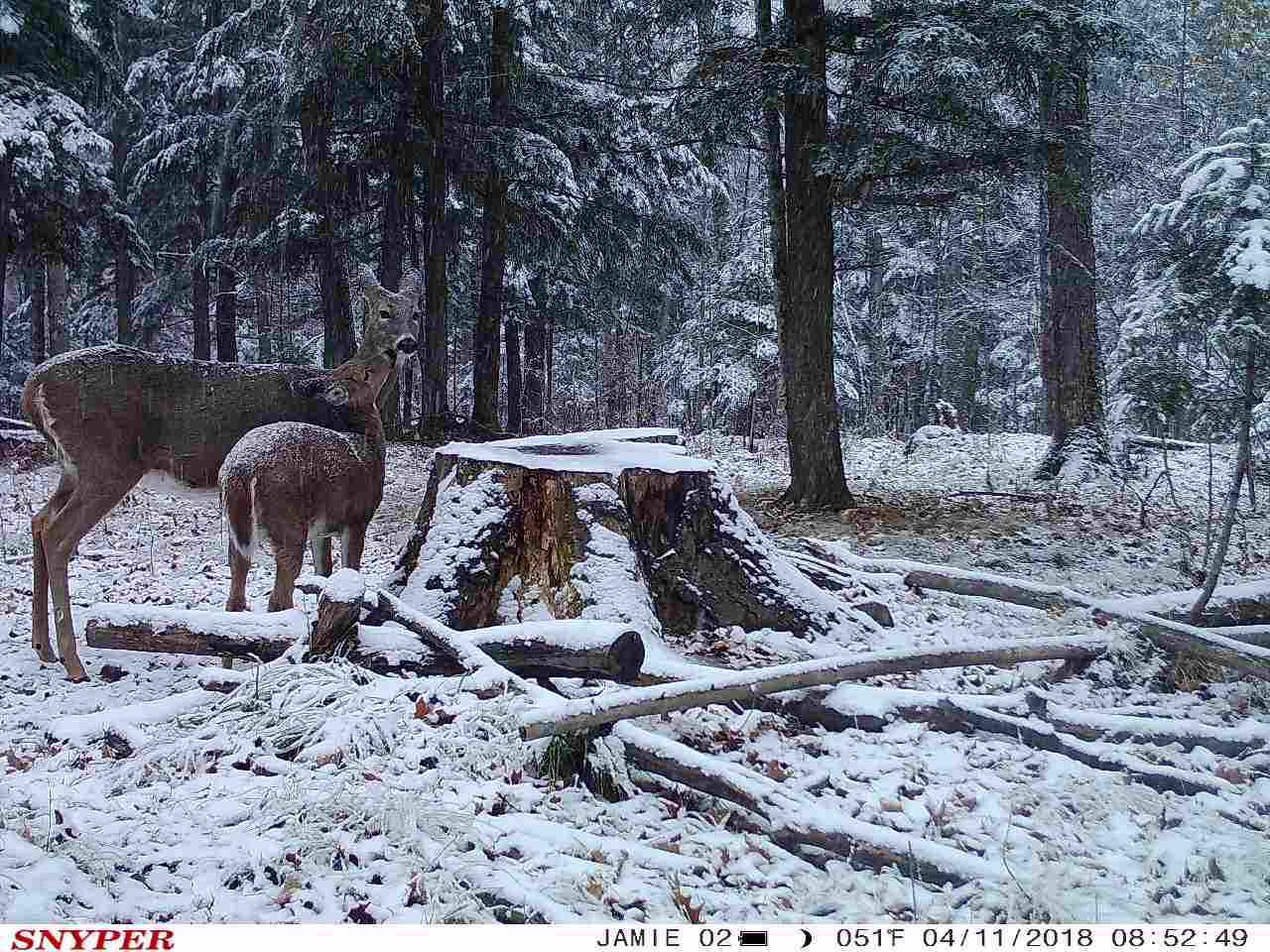 Trail Cam Tuesday