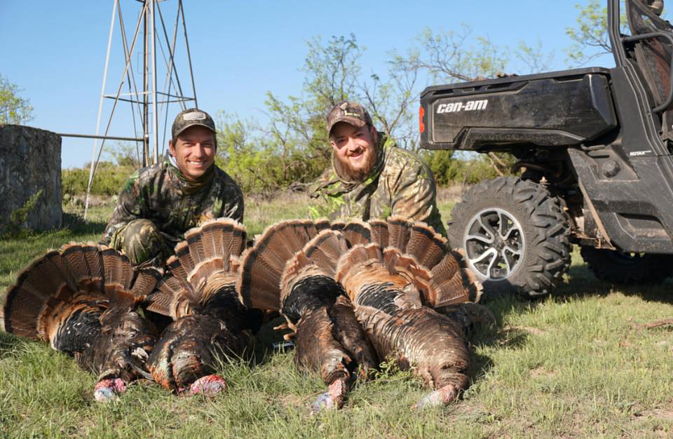 wild turkey
