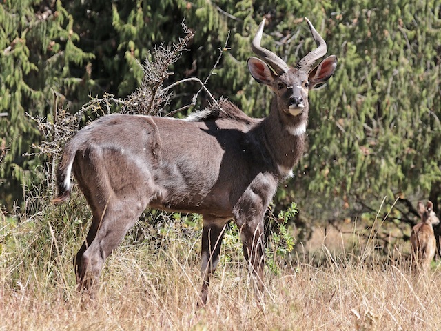 where to hunt in africa ethiopia