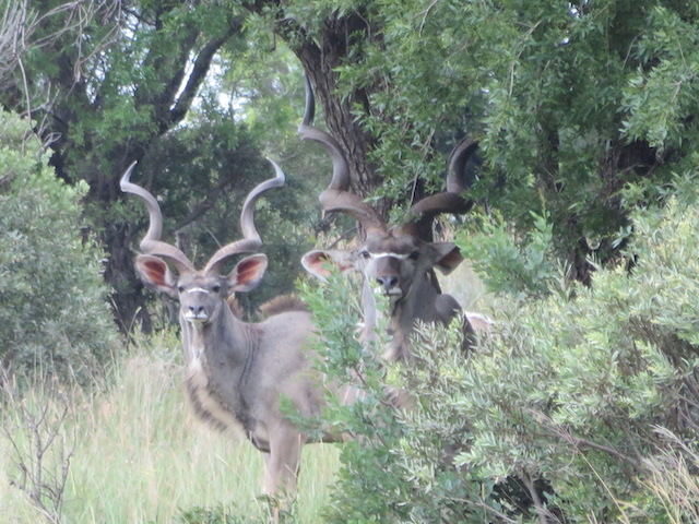 where to hunt in africa south africa