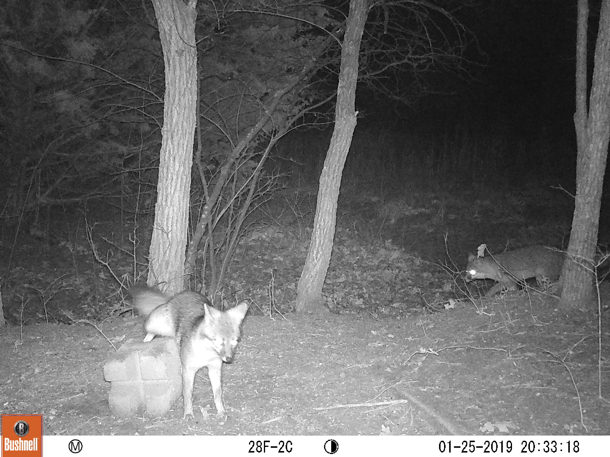 Trail Cam Tuesday