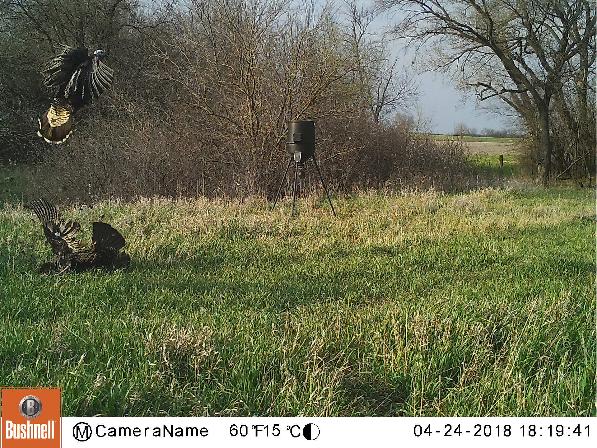 Trail Cam Tuesday